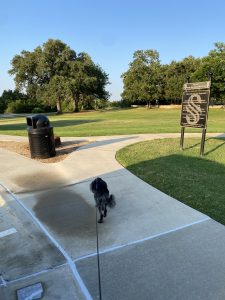 A black dog walks into a park. He's sniffing the ground, and his leash extends back behind him.