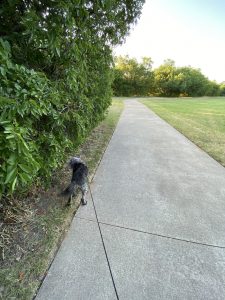 A black dog with grey muzzle sniffs a bush next to a long paved path in a park.