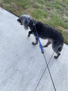 A black dog with greying head and ears walks along a paved path. His right front paw is in mid-air, as he's just about to step forward.