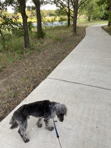 Andy dog pauses on the paved path, and turns slightly to his right to make sure I'm following him. The path extends ahead, and curves to the right.