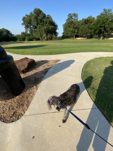 At the entrance to the park, Andy dog stops to look back.