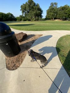 Andy dog lowers his head after looking back at the park.