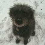 Icepocalypse or Snowmageddon