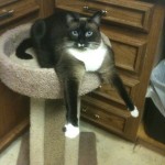 Stream of Consciousness