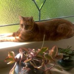 4th Day of Thanksgiving